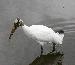 Woodstork