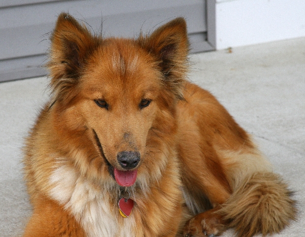 Sophie on the Porch