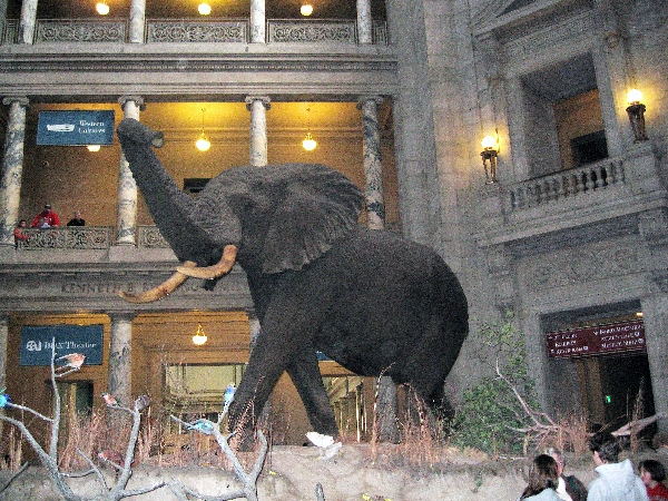 Great Bull Elephant