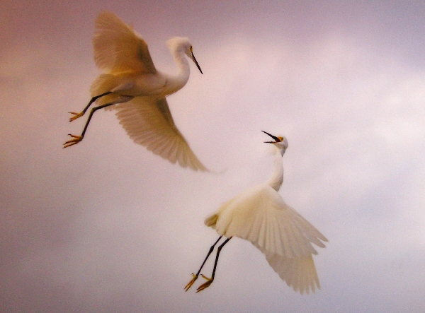 Snowy Egret Photo from Sanibel Island