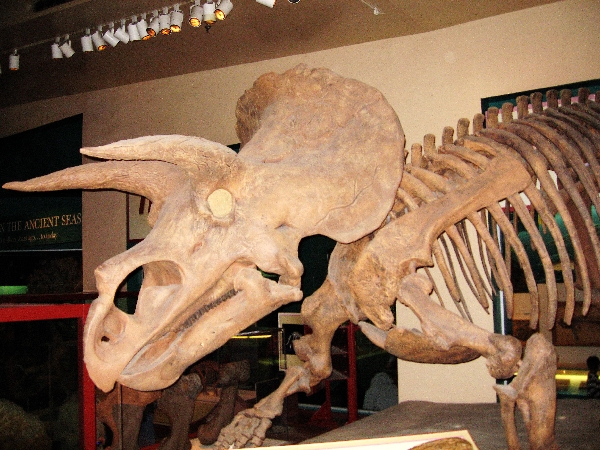 Triceratops