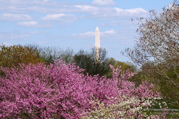 Arlington National Cemetery