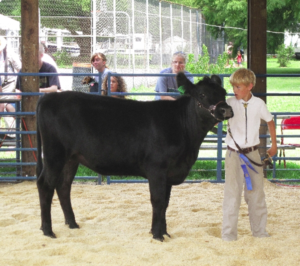 Cattle Judging