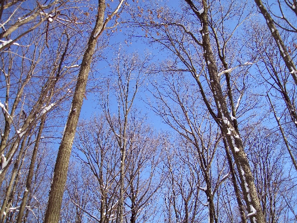 Blue Sky Above