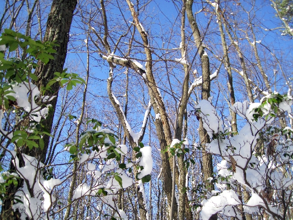 Mountain Laurel Under Cover