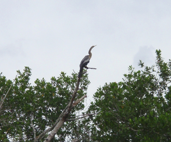 Cormoran in a Tree