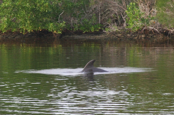 Dolphins at Play