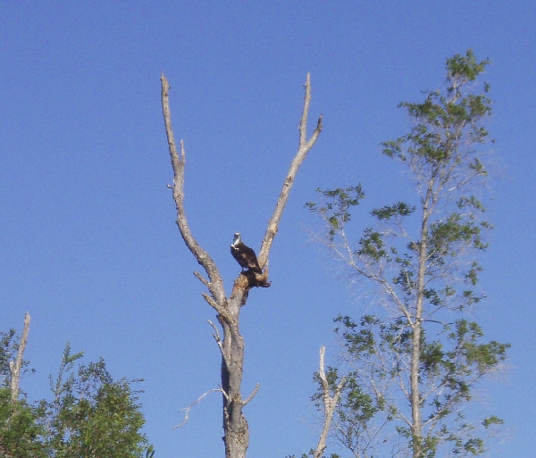 Osprey in a Tree