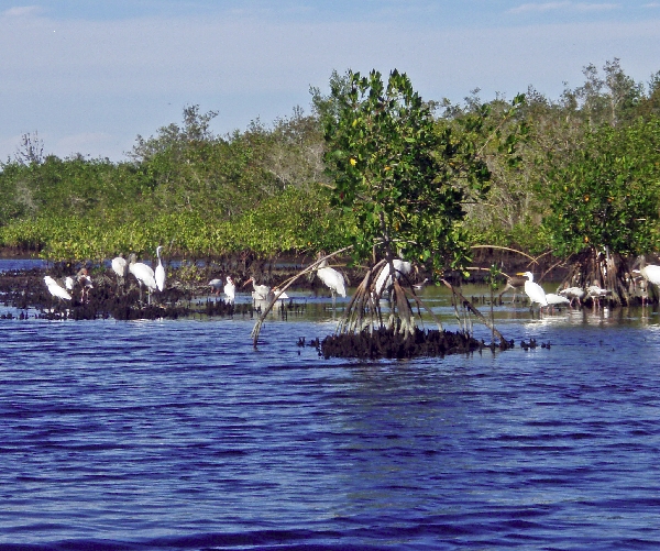 Woodstorks and Friends