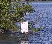 Heron on a sign