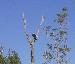 Osprey in a Tree