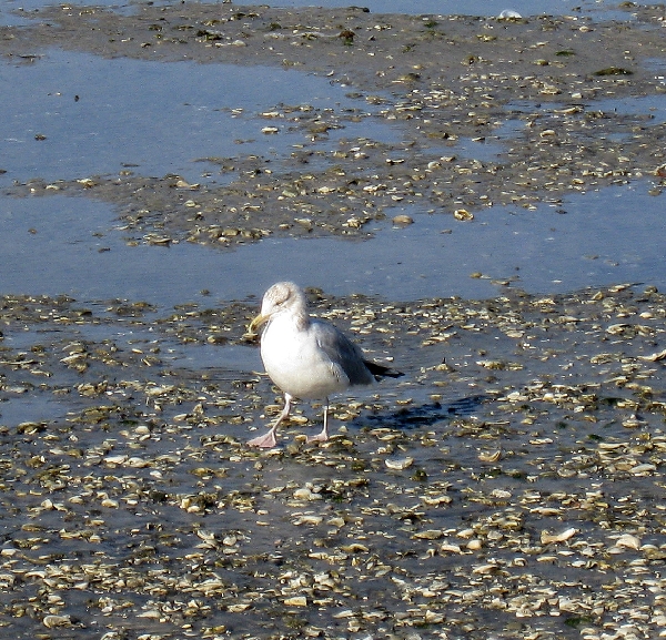 Shorebird