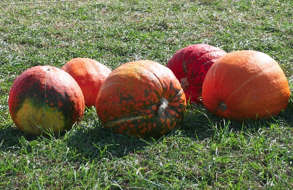 Pumpkins