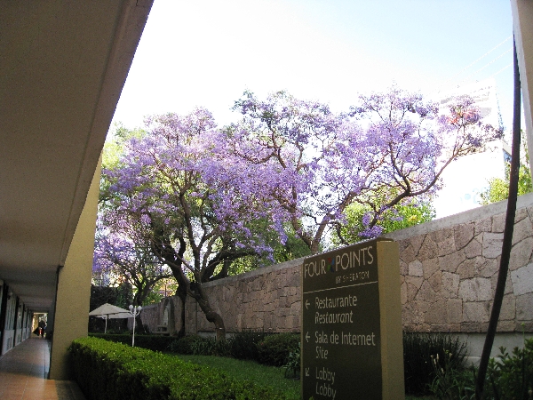 Walkway at Four Points Sheraton Mexico City