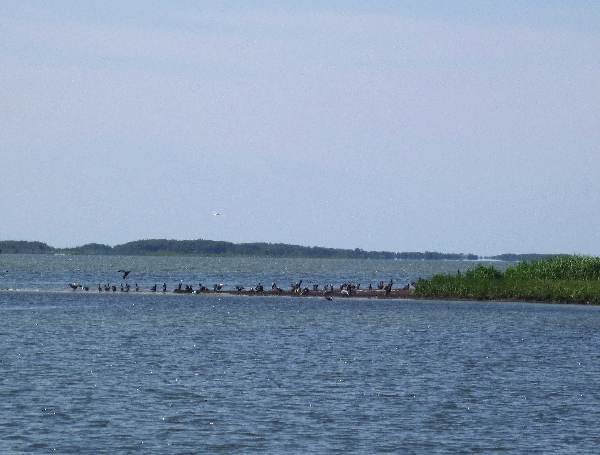 Bird Island