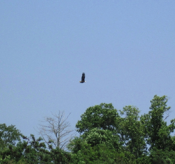 Eagle in Flight