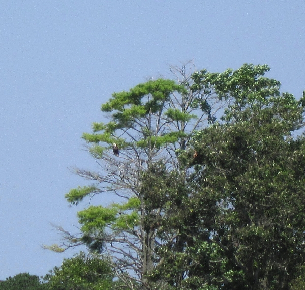 Eagle in the Tree