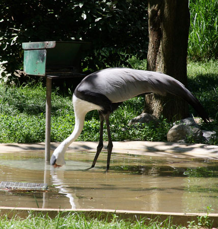 Drinking Crane