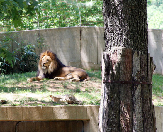 King of the Jungle