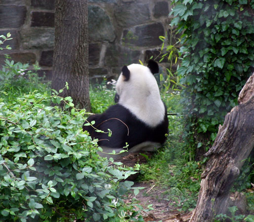 Laid Back Panda