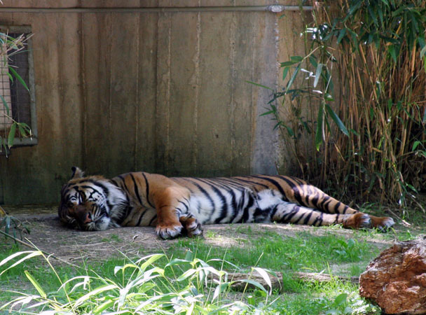 Sleeping Tiger