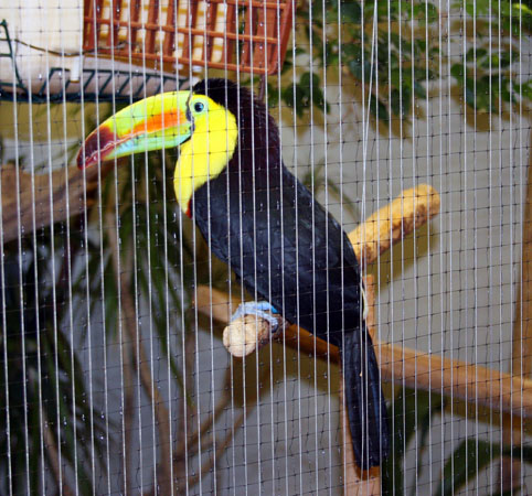 Toucan