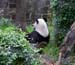 Laid Back Panda