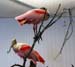 Roseate Spoonbills