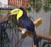 Toucan