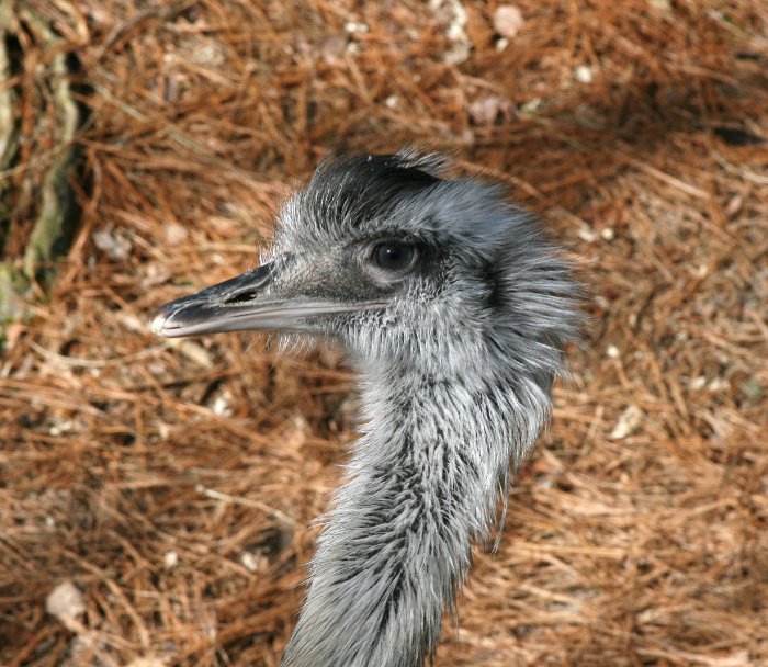 Ostrich