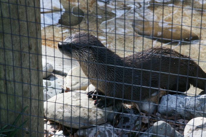 Otter