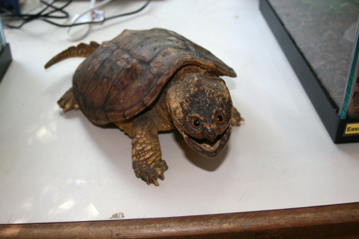 Terrapin