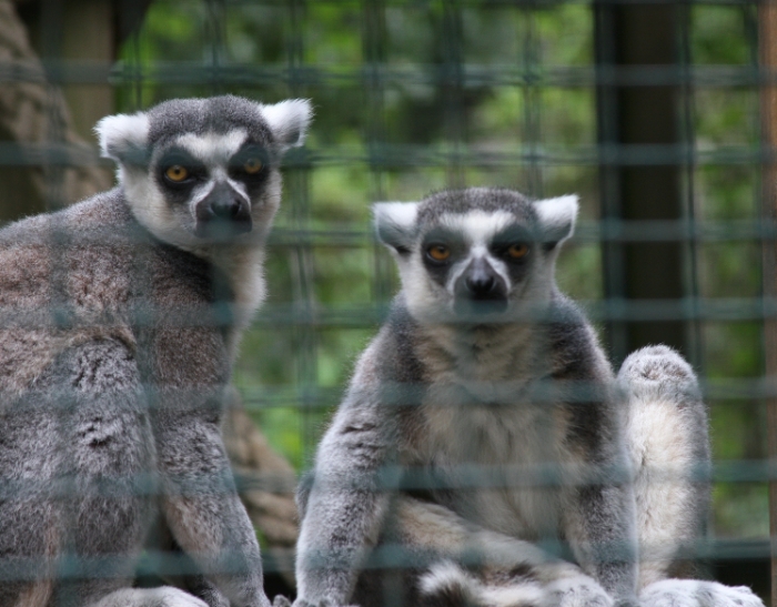 Lemurs