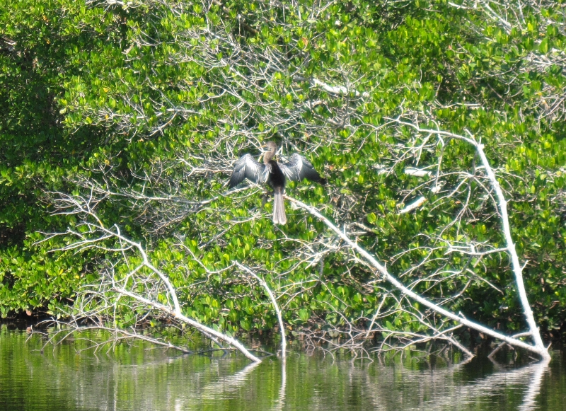 Anhinga