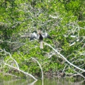 Anhinga