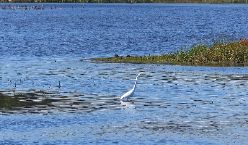 Egret