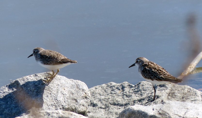 Shorebirds