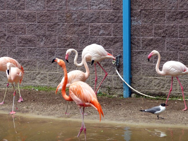 Flamincos