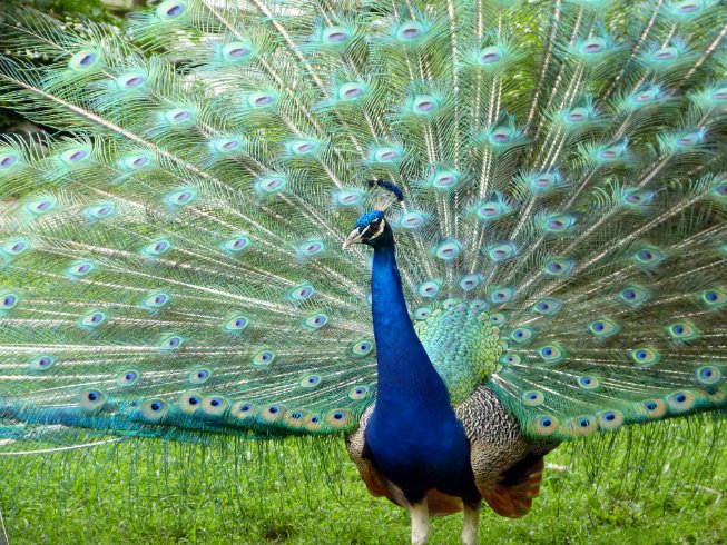 Peacock