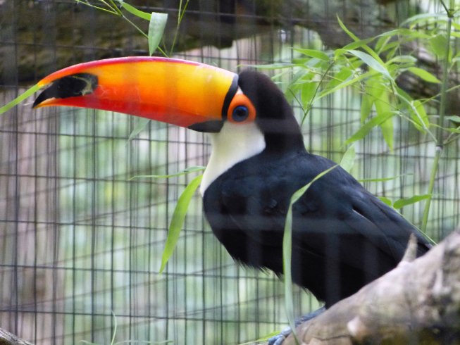 Toucan