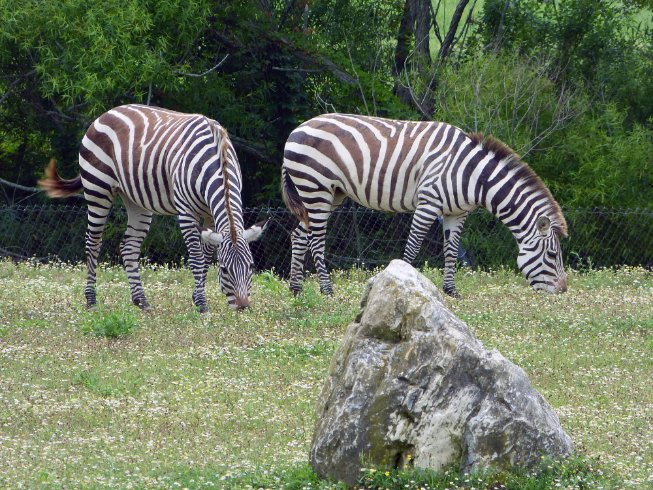 Zebras