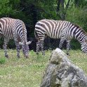 Zebras