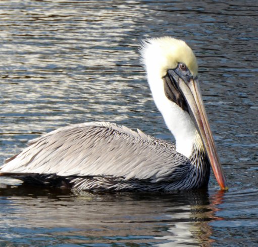 Pelican