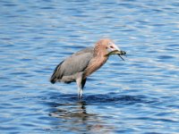20170115 121229 Little blue heron gets a fish
