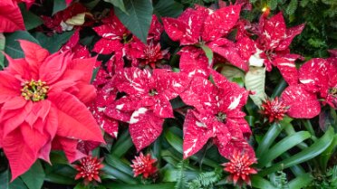 20250108_154445000 Poinsettia Varieties