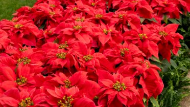 20250108_154519000 Poinsettias 2