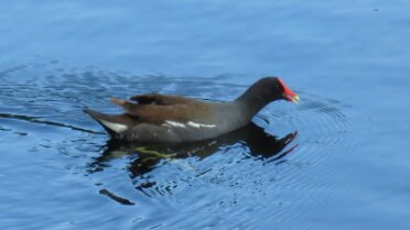 Gallinule Feeding