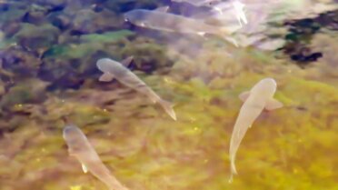 Fish in the spring water