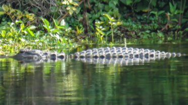 Gator on the far shore