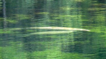 Momma and baby manatee